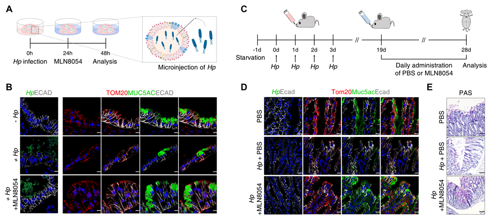 The images show how the MLN8054 treatment restores the functions of the stomach lining in the model of H. pylori infected organoids and mice (Korea Research Institute of Bioscience & Biotechnology)  