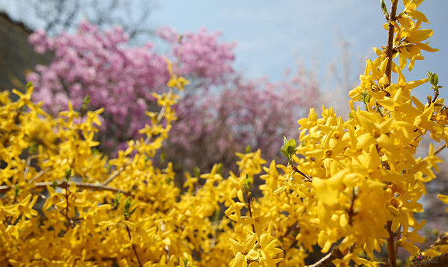 Celebrating spring with Seoul’s official flower