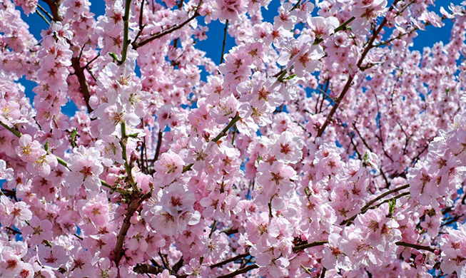 Cherry blossoms bloom in Gyeongju