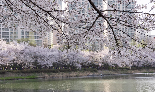 Seokchon Lake Cherry Blossom Festival