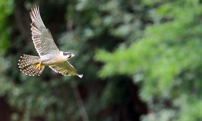 [Korea in photos] Soaring in Jeju Island sky