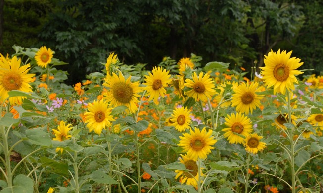 Taebaek Sunflower Festival