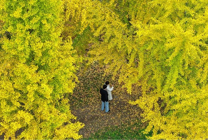 Gingko leaves turn yellow in autumn